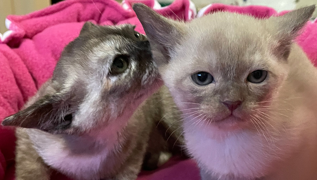 two burmese kittens at amazing cattery