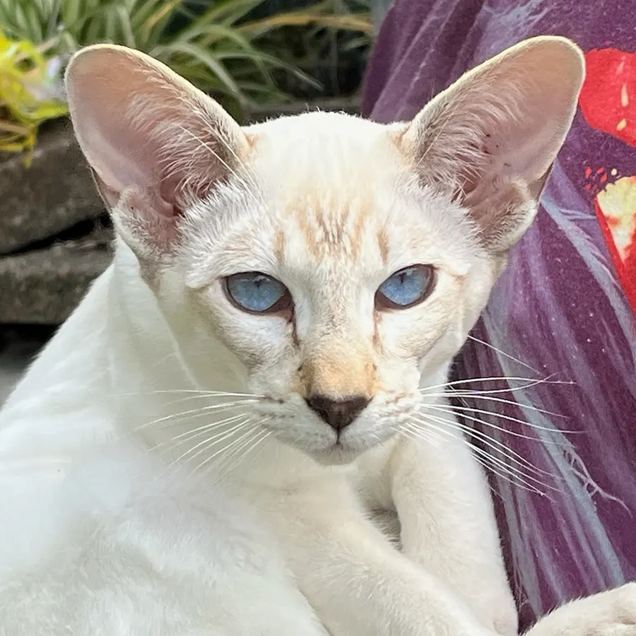 chocolate tabby point siamese kitten