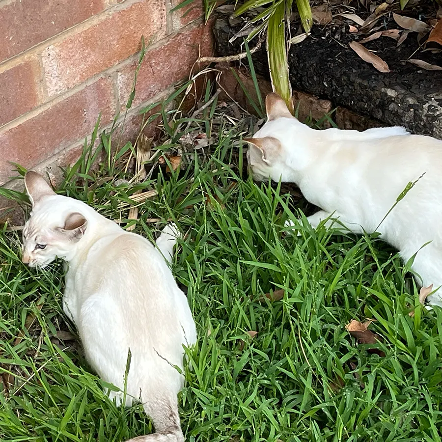 chocolate tabby point siamese kittens