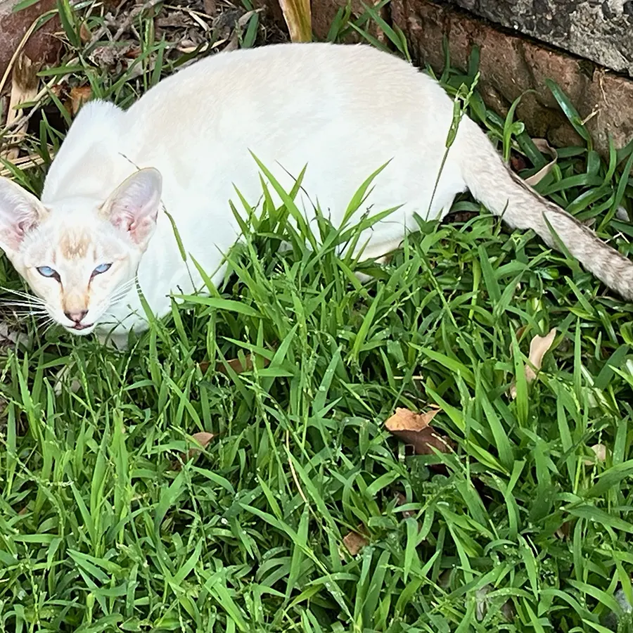 chocolate tabby point siamese kitten